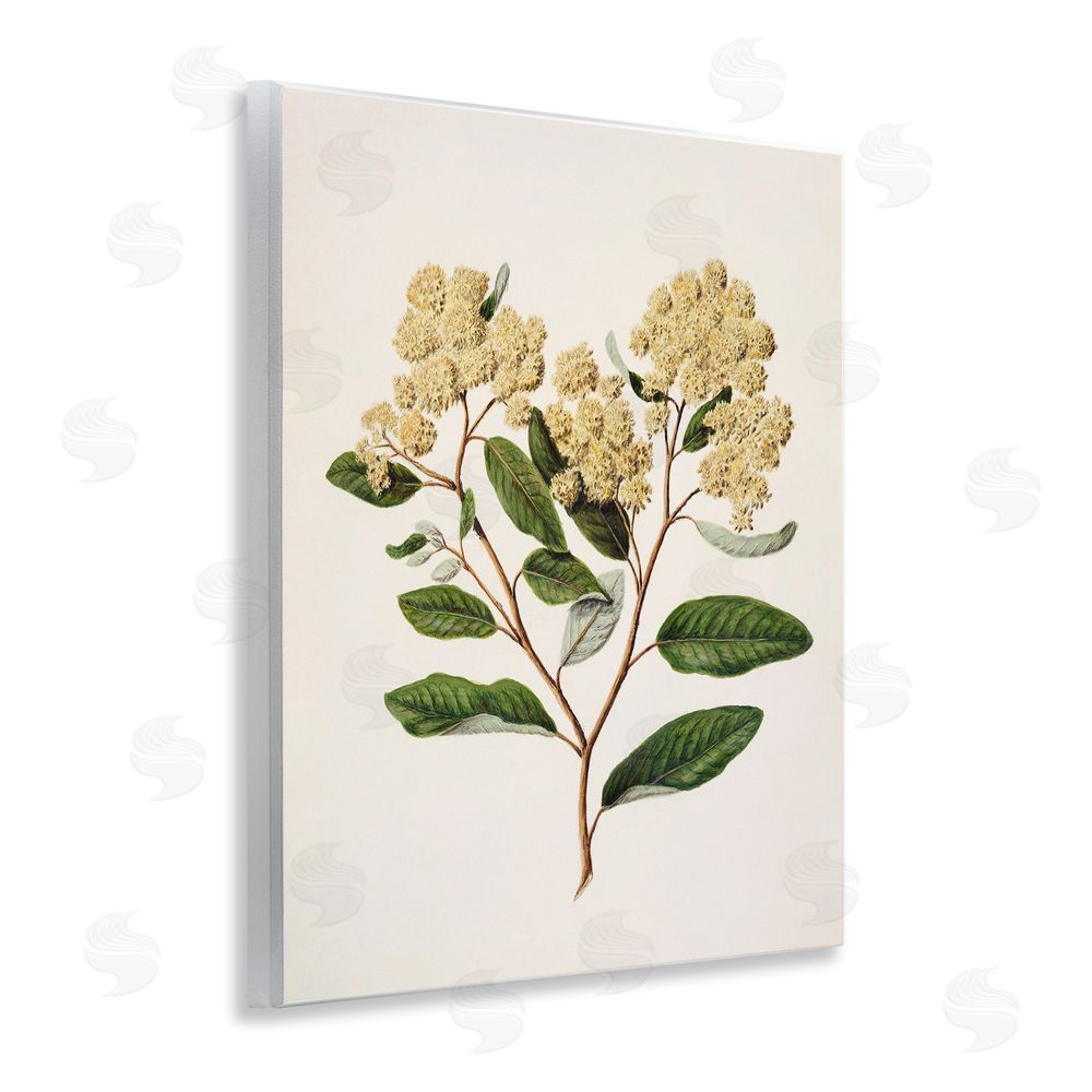 1x Flowering Cream Blooms Wooden Wall Plaque Art Print