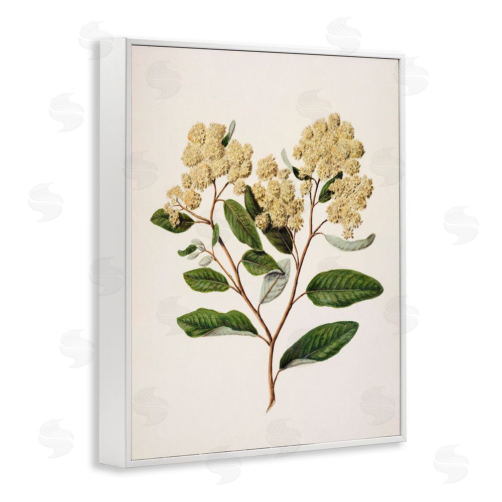 1x Flowering Cream Blooms White Framed Giclee Wall Art Print