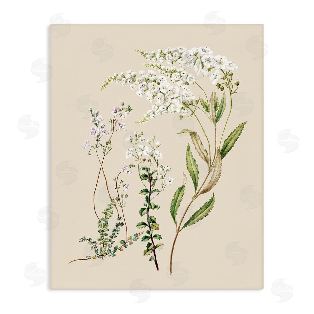 1x Curving White Wildflower Study Stretched Canvas Wall Art Print