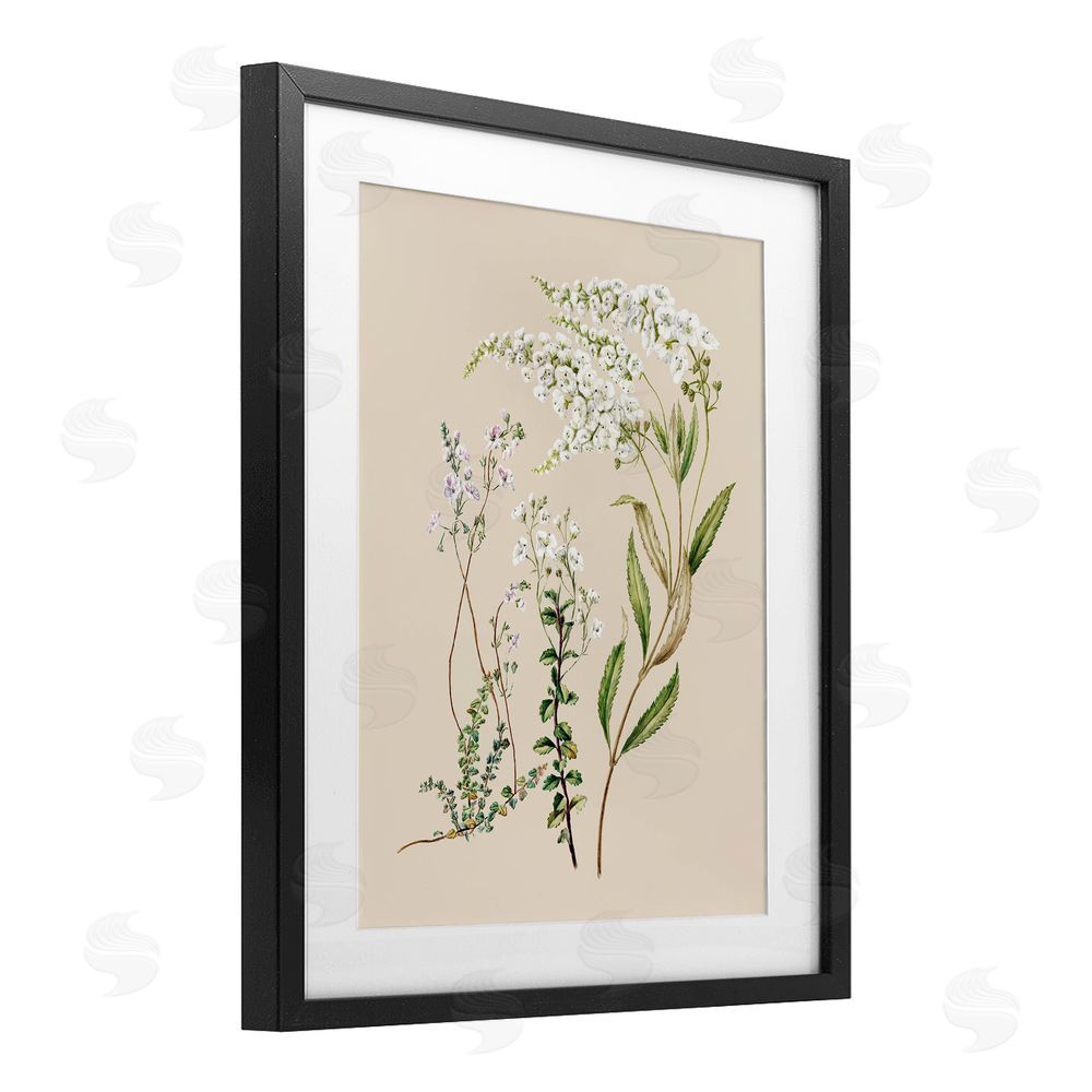 1x Curving White Wildflower Study Black Framed Print Under Glass Wall Art