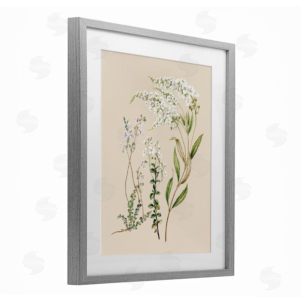 1x Curving White Wildflower Study Gray Framed Print Under Glass Wall Art
