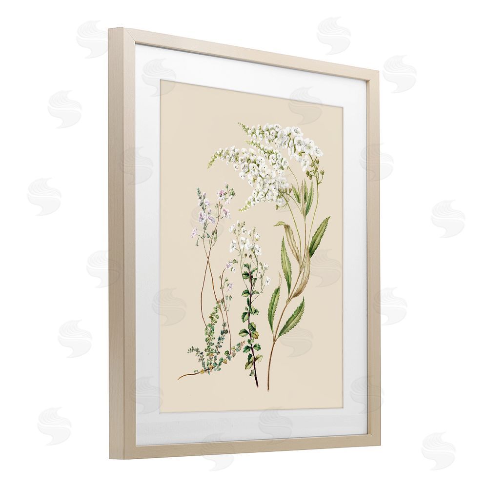 1x Curving White Wildflower Study Brown Framed Print Under Glass Wall Art