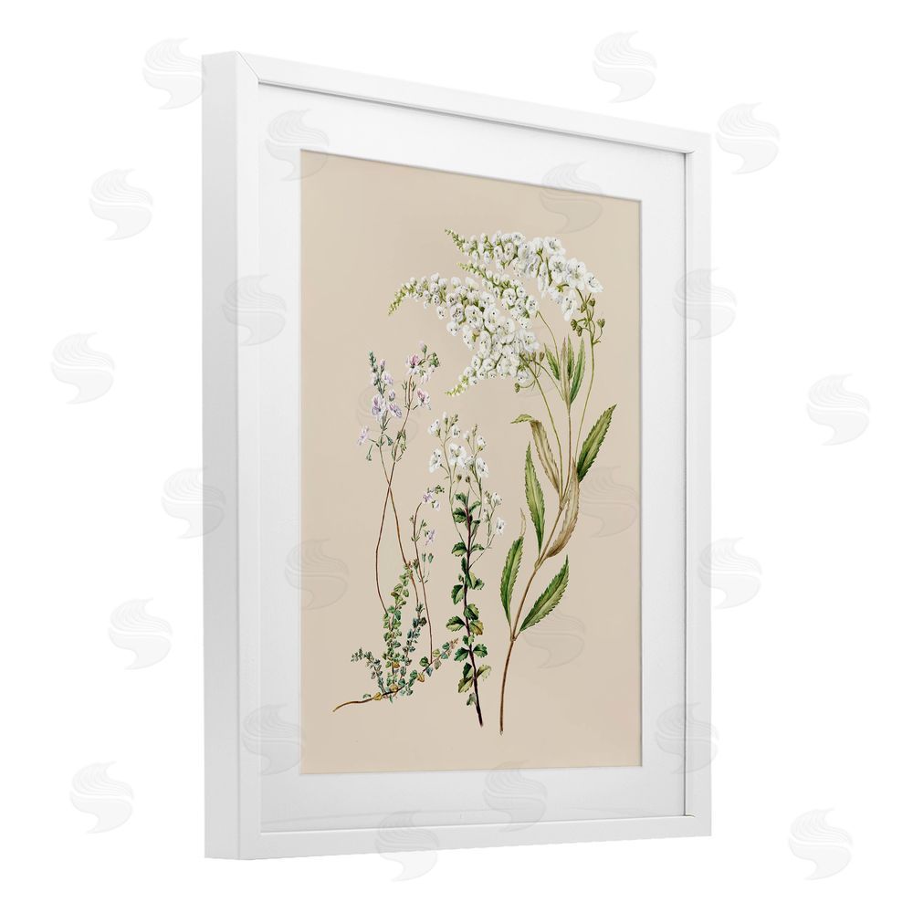 1x Curving White Wildflower Study White Framed Print Under Glass Wall Art