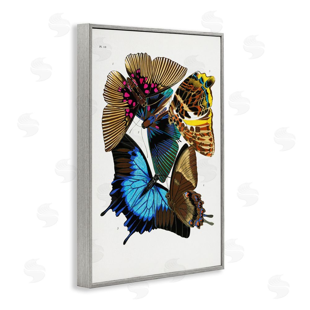 1x Victorian Naturalist Butterflies Gray Framed Giclee Wall Art Print