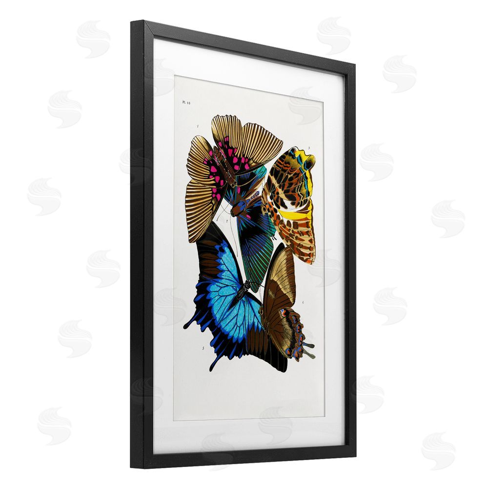 1x Victorian Naturalist Butterflies Black Framed Print Under Glass Wall Art