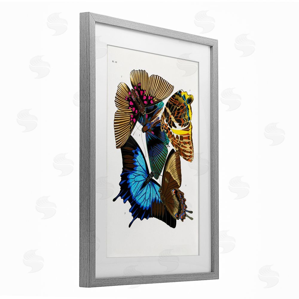 1x Victorian Naturalist Butterflies Gray Framed Print Under Glass Wall Art