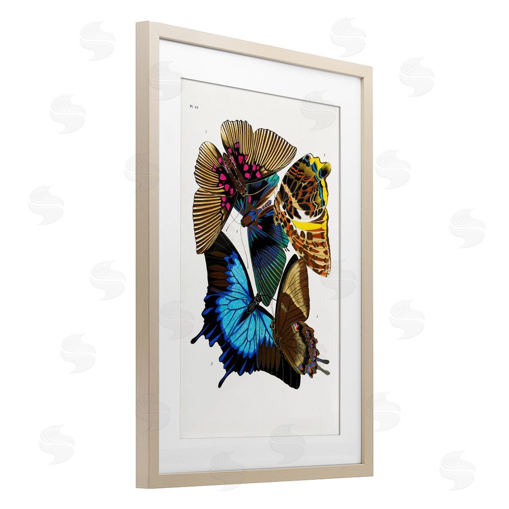 1x Victorian Naturalist Butterflies Brown Framed Print Under Glass Wall Art