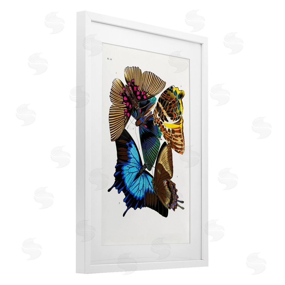 1x Victorian Naturalist Butterflies White Framed Print Under Glass Wall Art