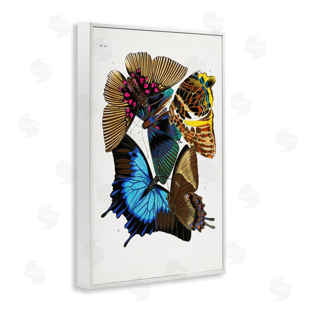 1x Victorian Naturalist Butterflies White Framed Giclee Wall Art Print
