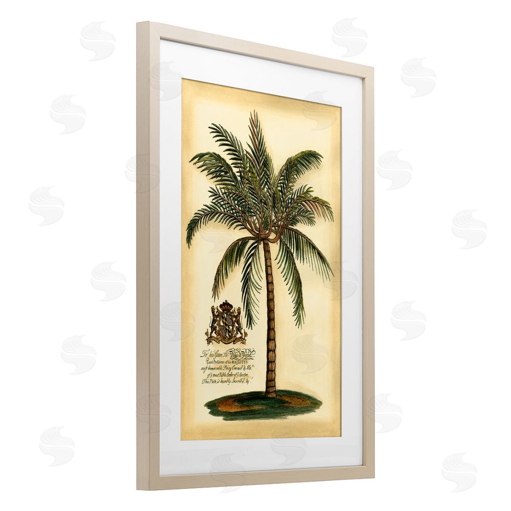 Vision Studio British Colonial Palm Brown Framed Print Under Glass Wall Art