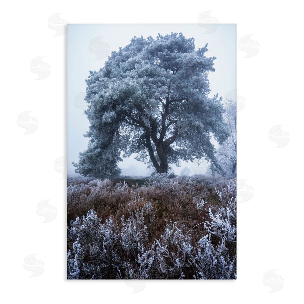 Martin Podt Frosted Tree in Winter Mist Stretched Canvas Wall Art