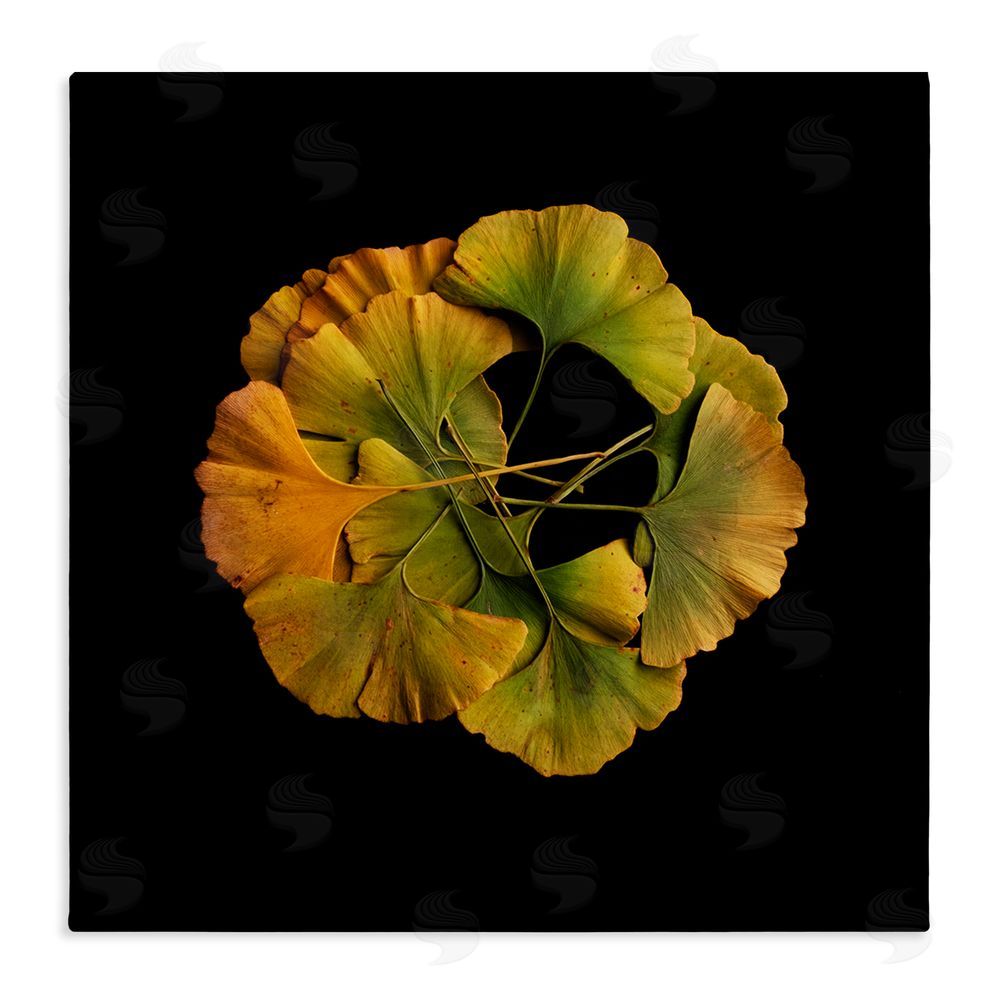 Beth Adoette Overlapping Ginkgo Leaves Stretched Canvas Wall Art Print