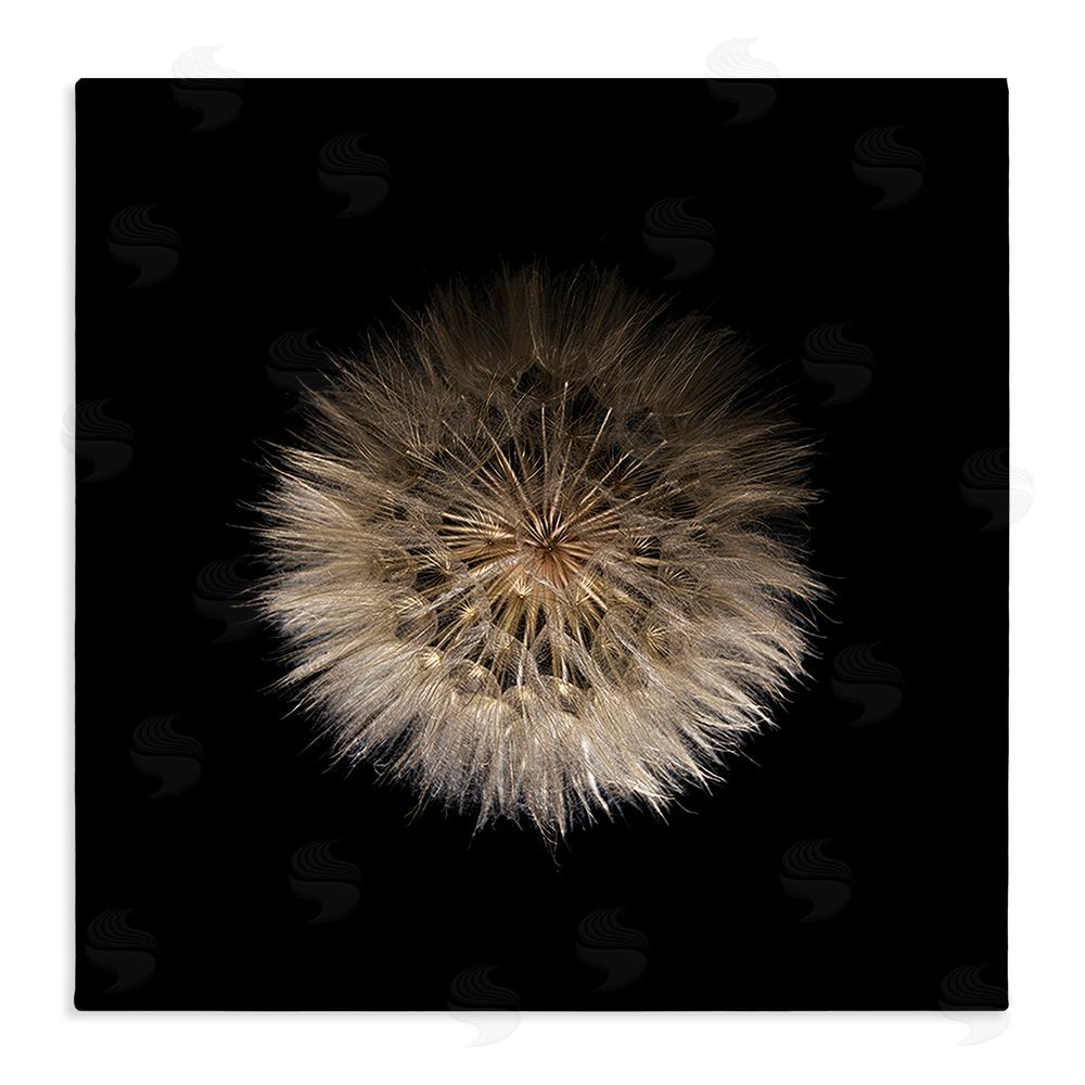 Beth Adoette Wispy Dandelion on Black Stretched Canvas Wall Art Print