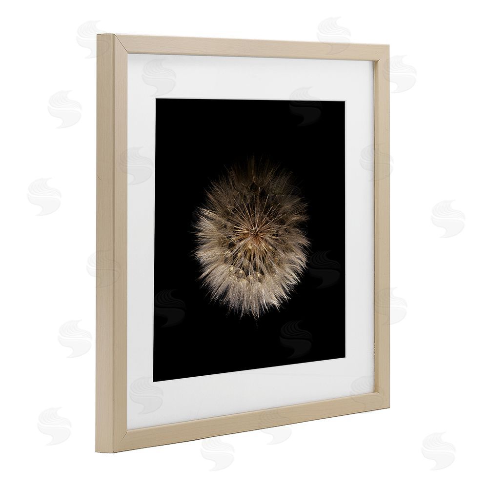 Beth Adoette Wispy Dandelion on Black Brown Framed Print Under Glass with Matting Wall Art
