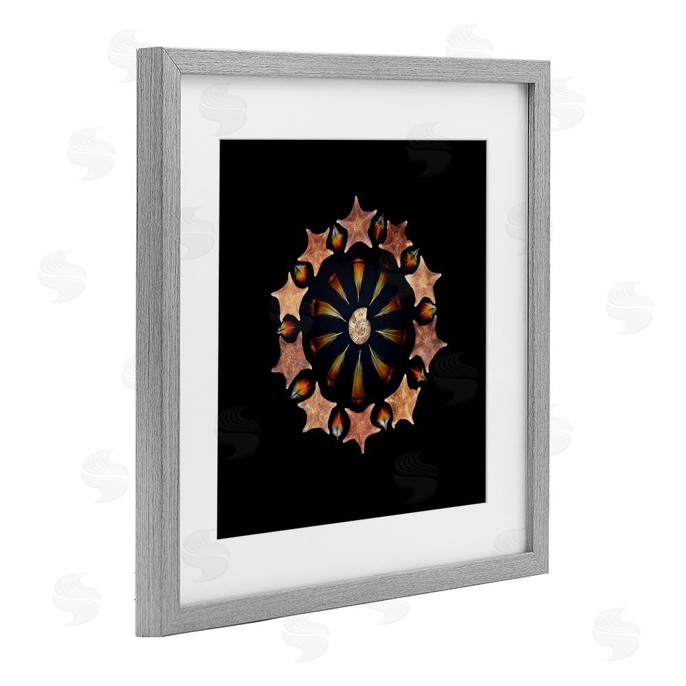 Beth Adoette Nautical Nature Arrangement Gray Framed Print Under Glass Wall Art