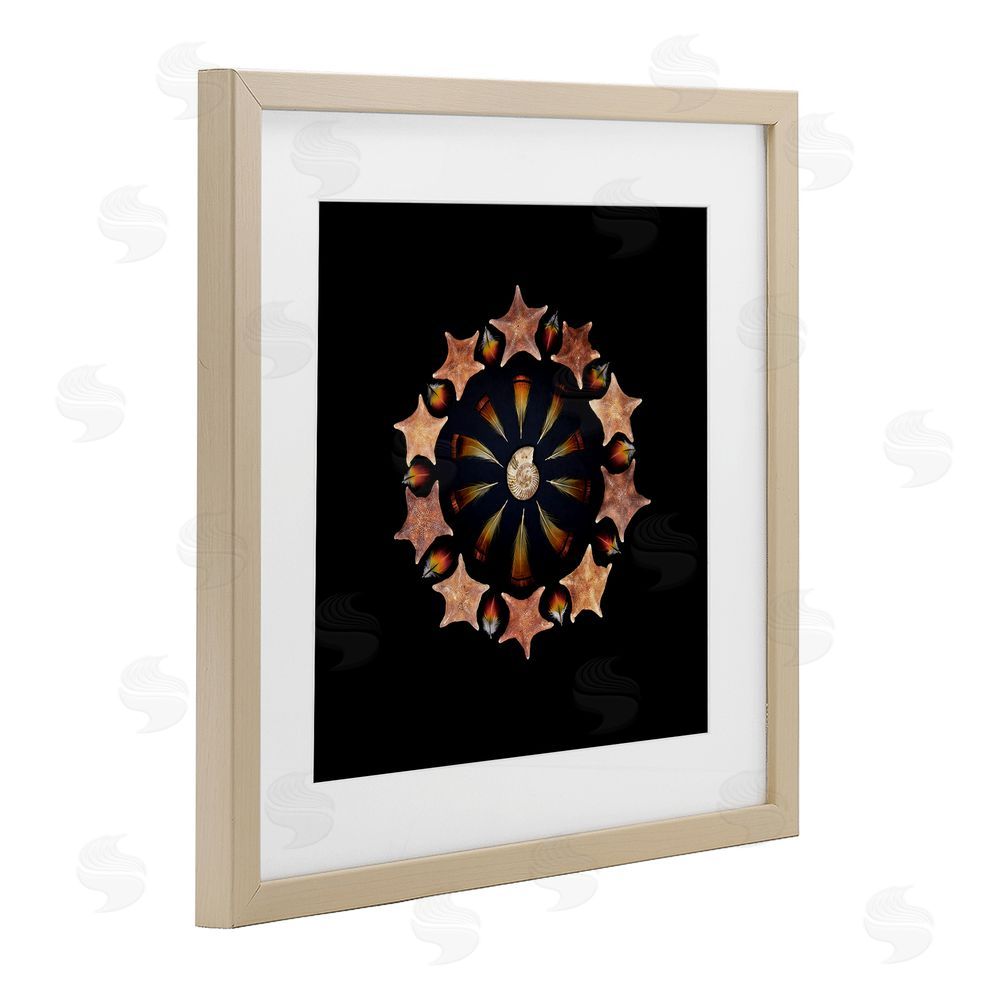 Beth Adoette Nautical Nature Arrangement Brown Framed Print Under Glass Wall Art