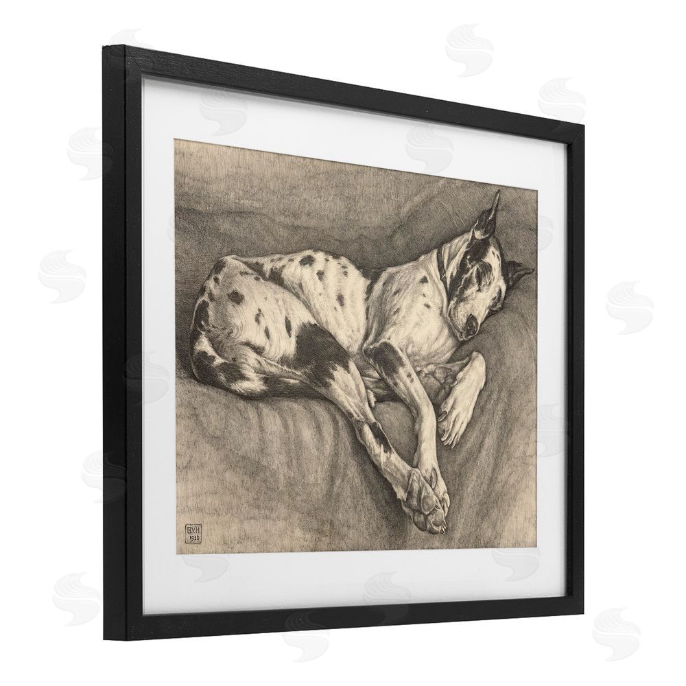 Bertha Van Hasselt Sleeping Hound Drawing Black Framed Print Under Glass Wall Art