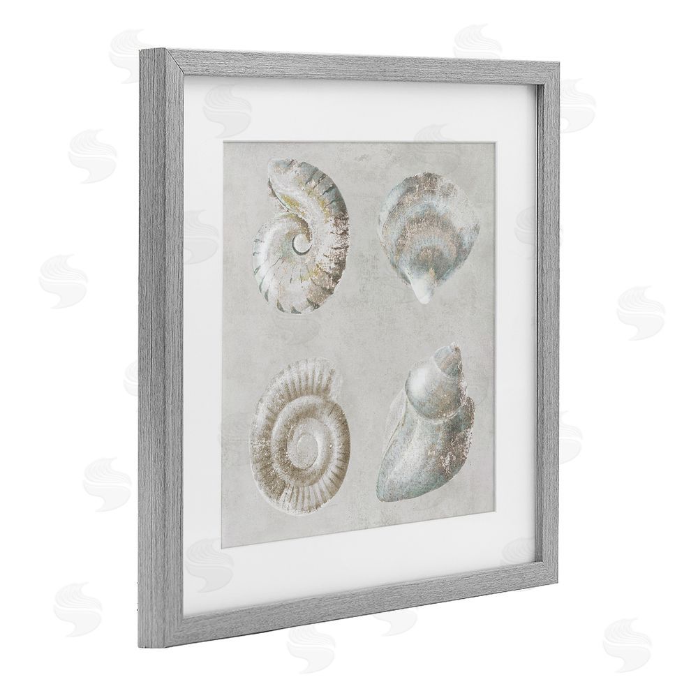 Lorenzo Collective Quartet of Seashells Gray Framed Print Under Glass Wall Art