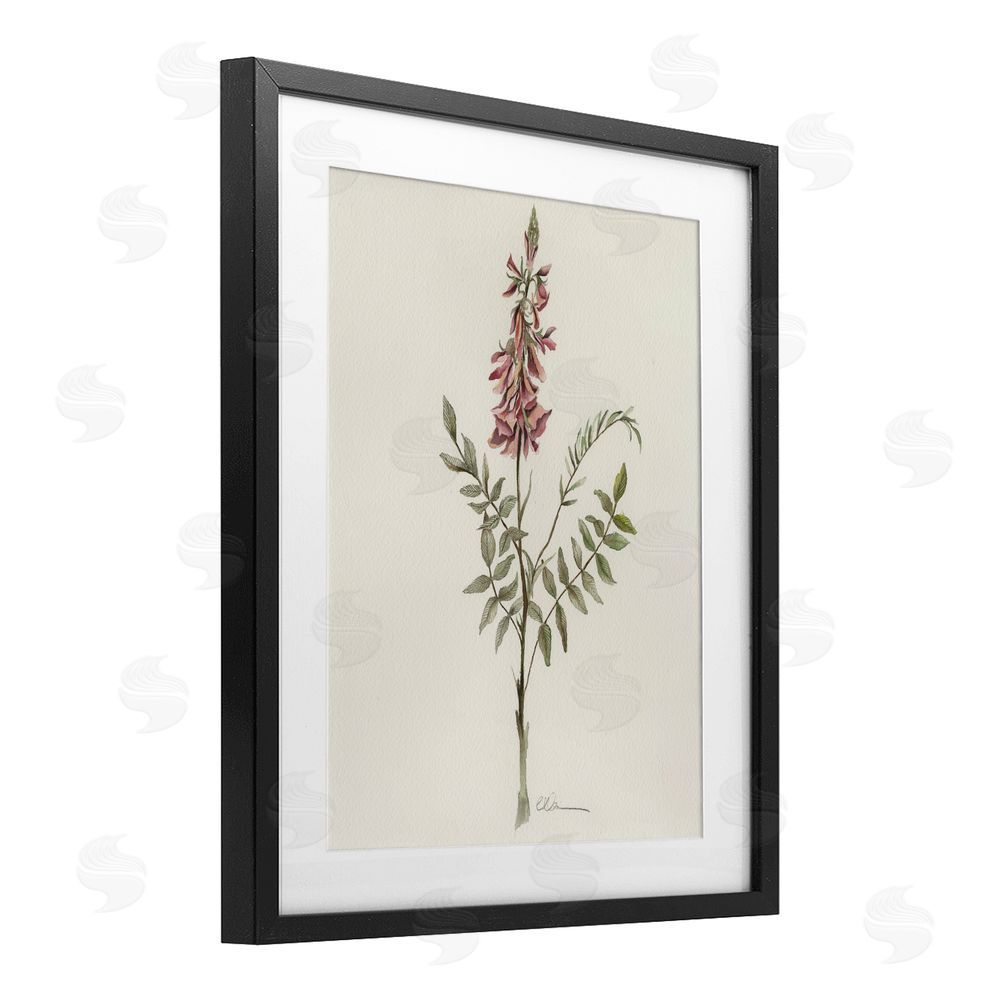 Cady Driver Nature's Delicate Herb Sprig Black Framed Print Under Glass Wall Art