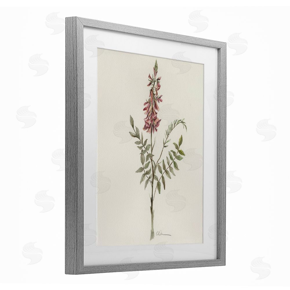 Cady Driver Nature's Delicate Herb Sprig Gray Framed Print Under Glass Wall Art