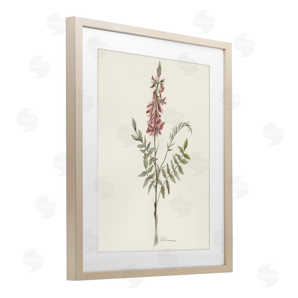 Cady Driver Nature's Delicate Herb Sprig Brown Framed Print Under Glass Wall Art
