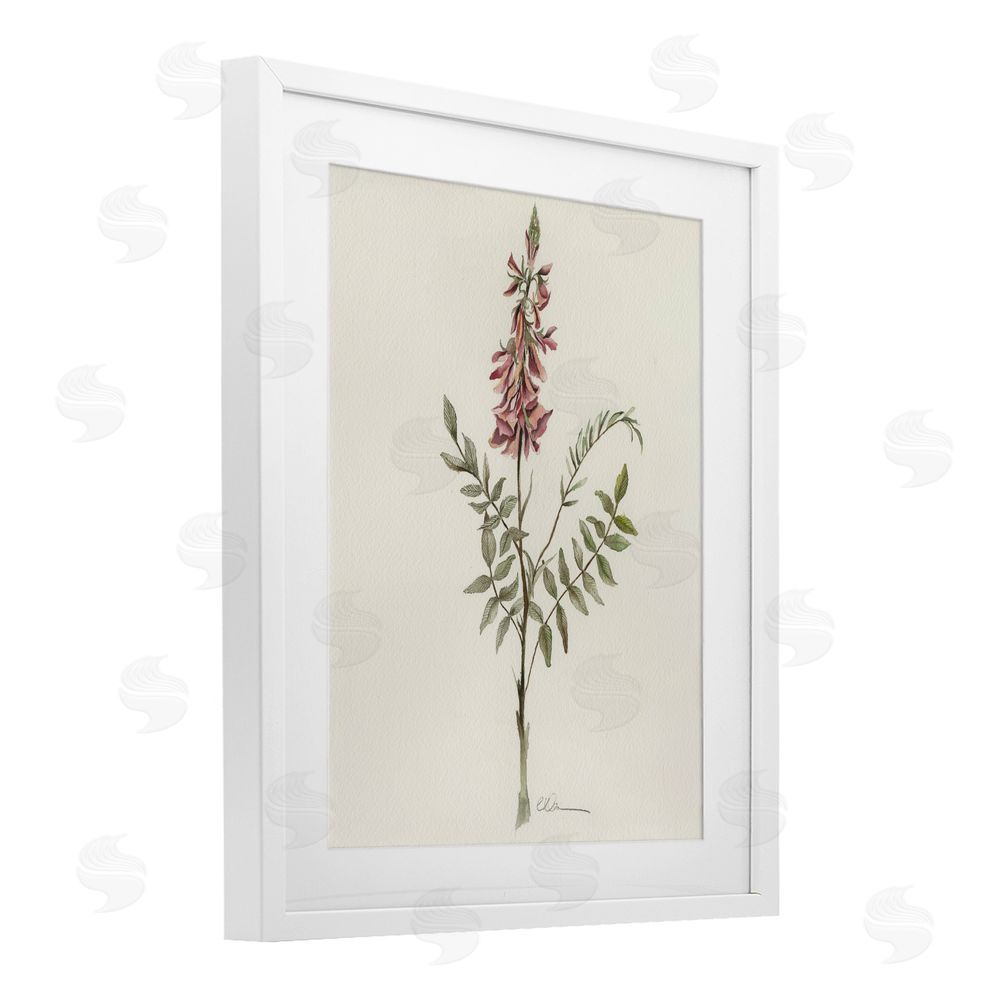 Cady Driver Nature's Delicate Herb Sprig White Framed Print Under Glass Wall Art