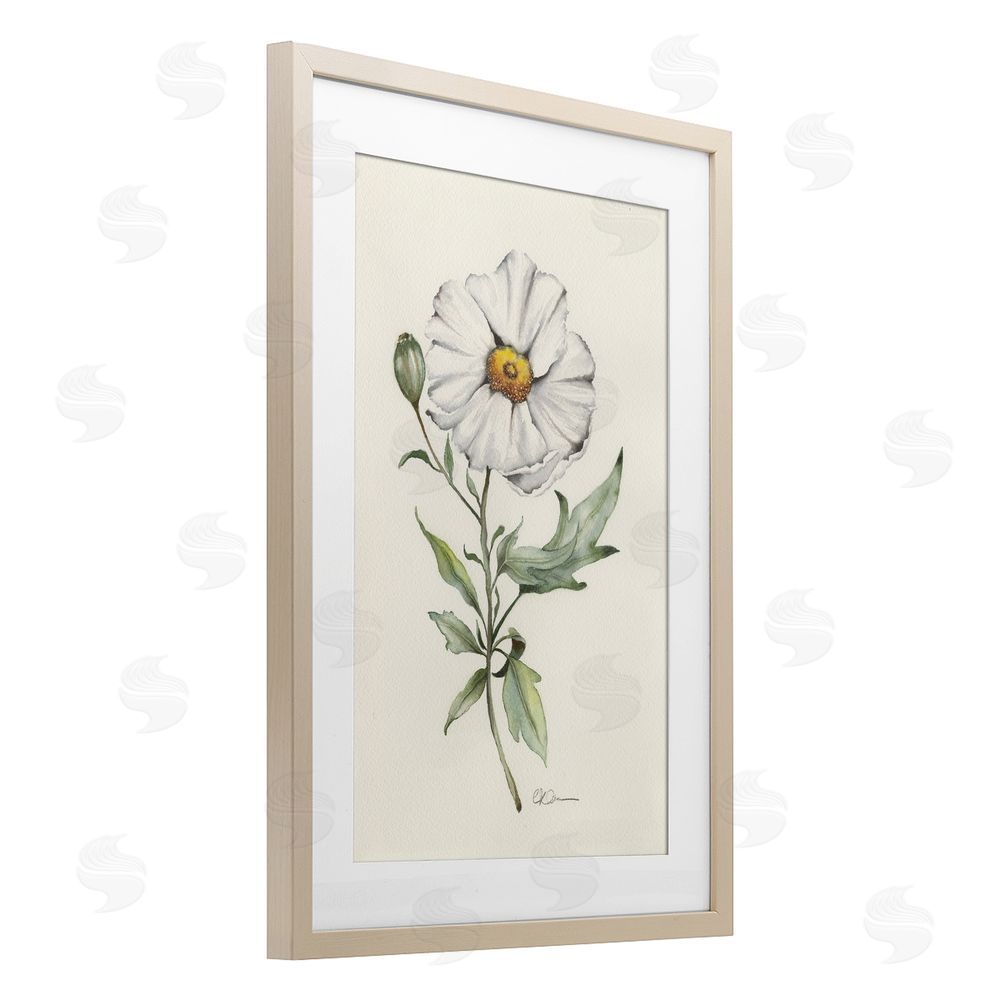 Cady Driver Natural Wild Blossom Sprig Brown Framed Print Under Glass Wall Art