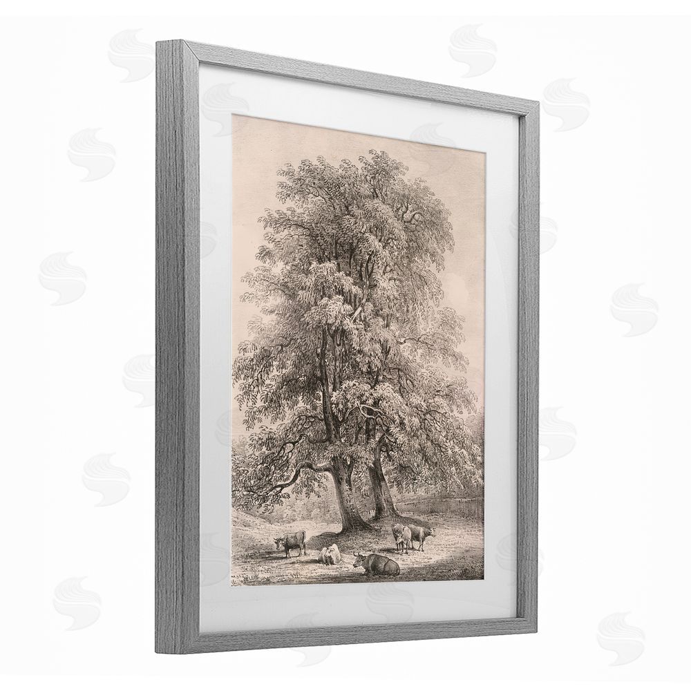 Wild Apple Portfolio Ash Trees at Bolton Abbey Gray Framed Print Under Glass Wall Art