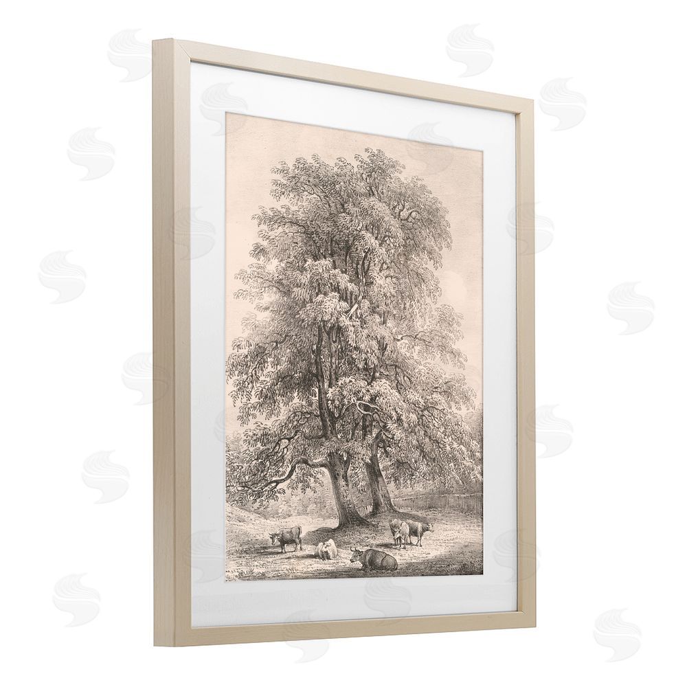 Wild Apple Portfolio Ash Trees at Bolton Abbey Brown Framed Print Under Glass Wall Art