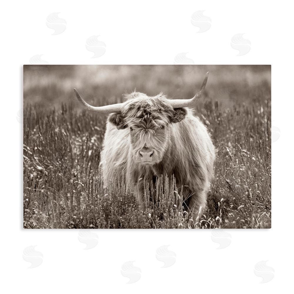 Steve Smith A Field & Cattle Stretched Canvas Wall Art Print