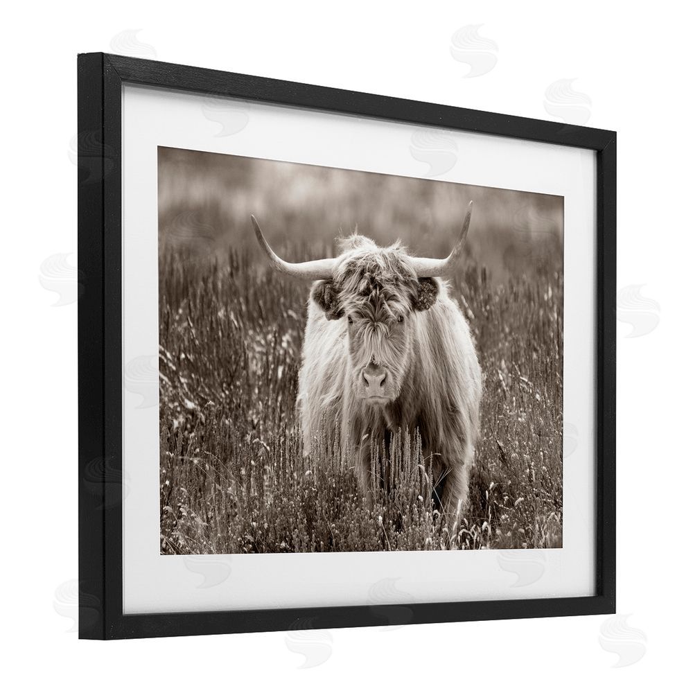 Steve Smith A Field & Cattle Black Framed Print Under Glass Wall Art