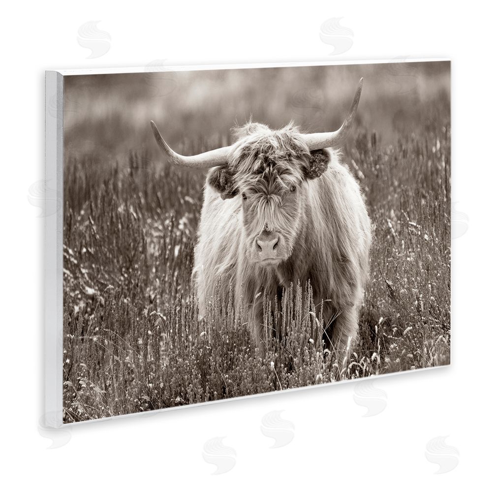 Steve Smith A Field & Cattle Wooden Wall Plaque Art Print