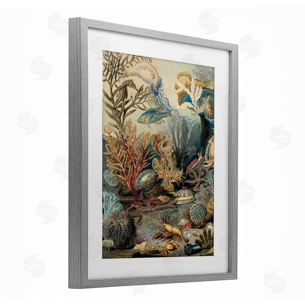 Lil' Rue Aquatic Creatures & Fauna Gray Framed Print Under Glass Wall Art