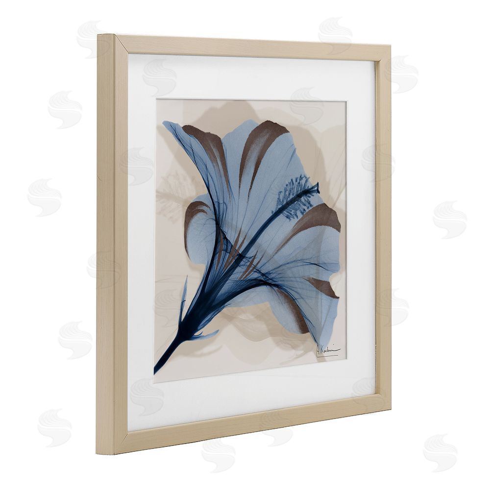 Albert Koetsier Blooming Sapphire Flower Brown Framed Print Under Glass Wall Art