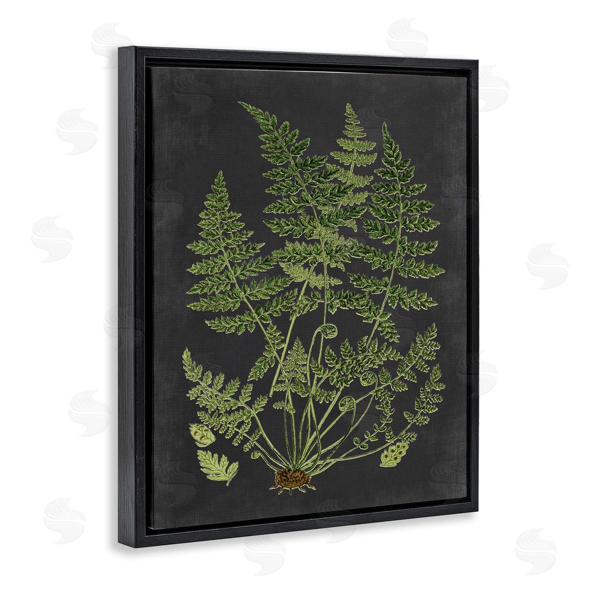 Scientific Botanical Fern Drawing Black Floating Frame Canvas Wall Art, Home Decor by Lettered and Lined