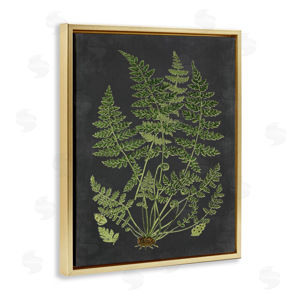Scientific Botanical Fern Drawing Gold Floating Frame Canvas Wall Art, Home Decor by Lettered and Lined