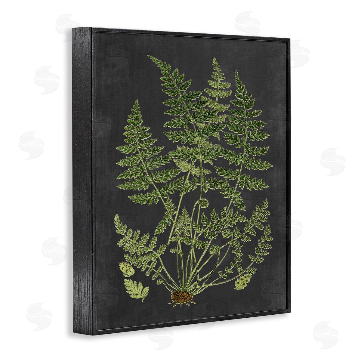 Scientific Botanical Fern Drawing Black Frame Print Wall Art, Home Decor by Lettered and Lined