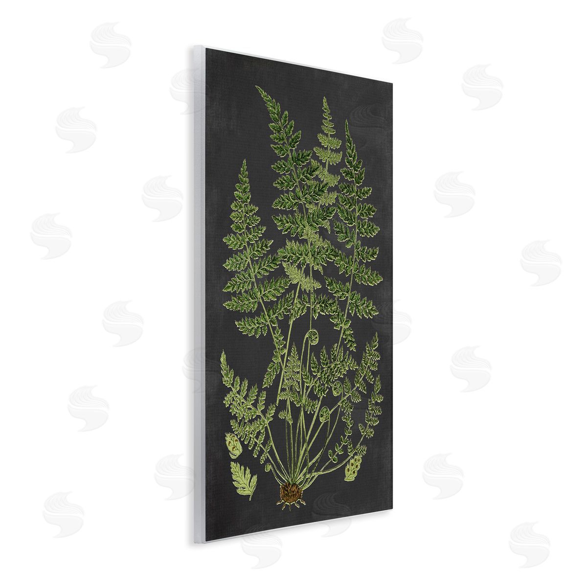 Scientific Botanical Fern Drawing Wood Plaque Wall Art, Home Decor by Lettered and Lined