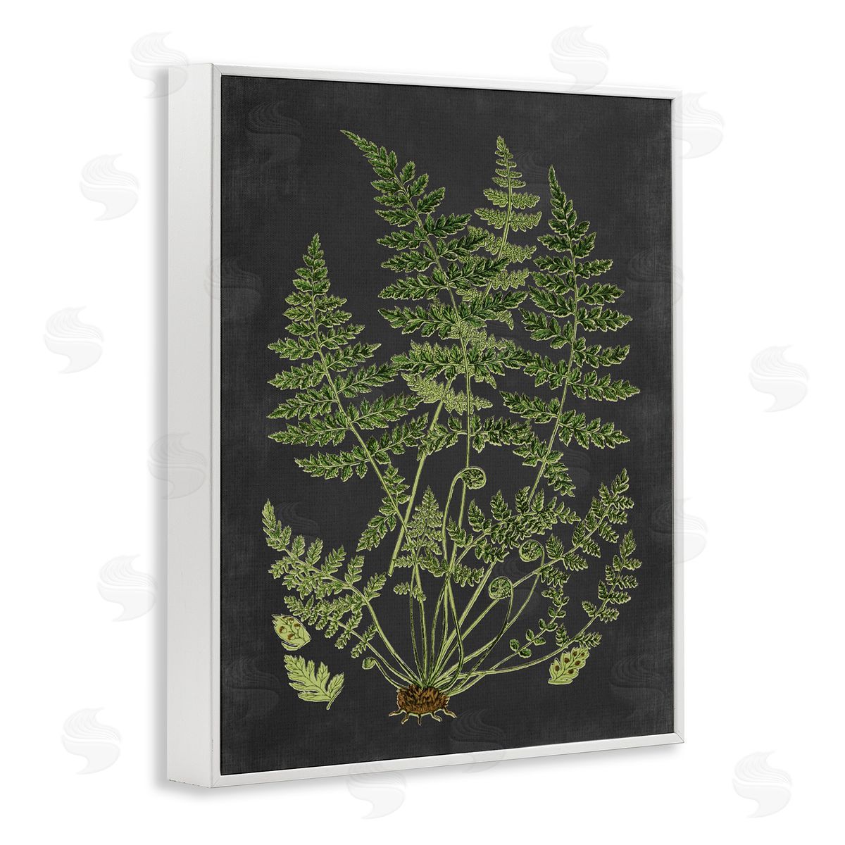 Scientific Botanical Fern Drawing White Frame Print Wall Art, Home Decor by Lettered and Lined