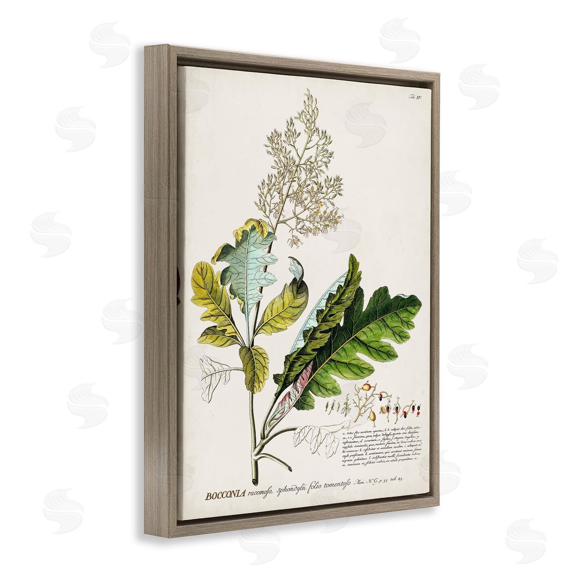 Vintage Botanical Plant Illustration Brown Floating Frame Canvas Wall Art, Home Decor by Unknown