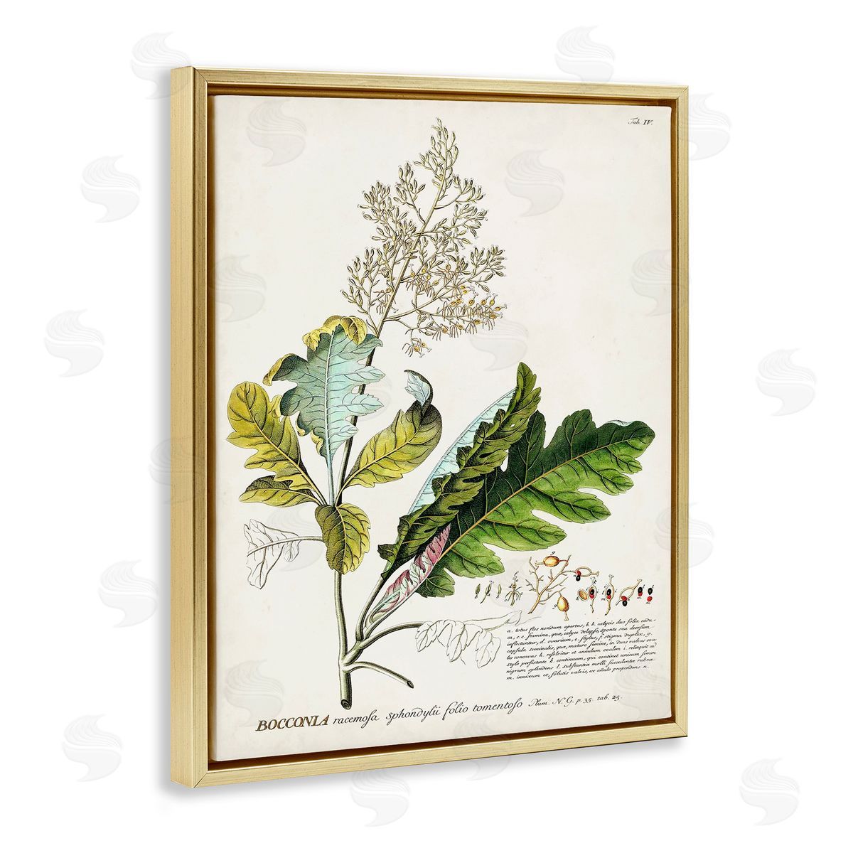 Vintage Botanical Plant Illustration Gold Floating Frame Canvas Wall Art, Home Decor by Unknown