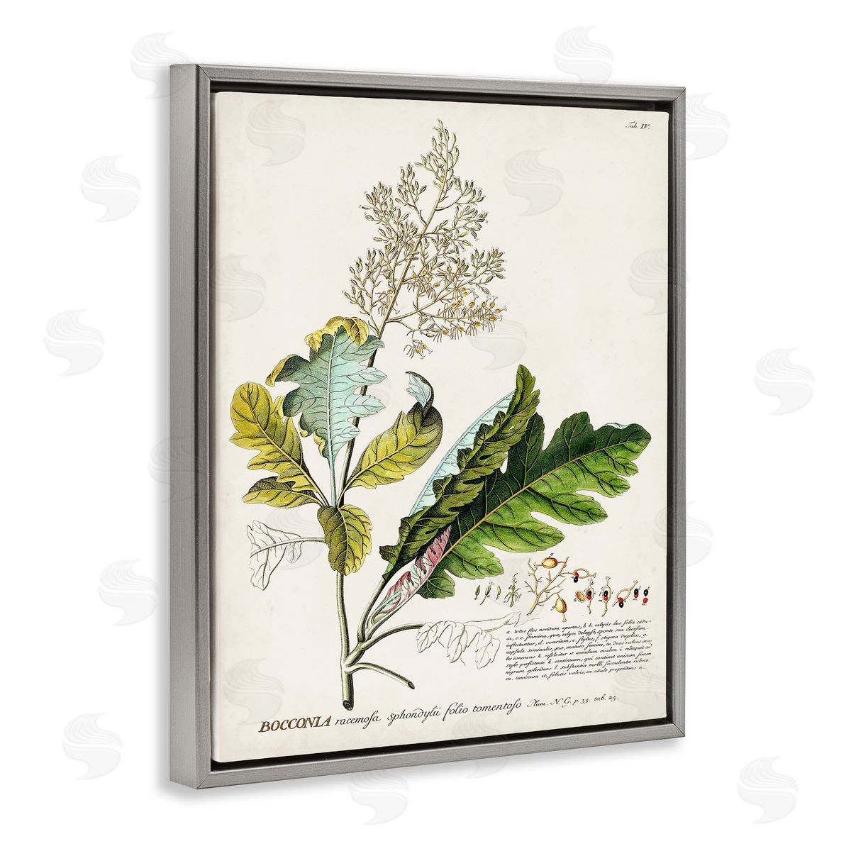 Vintage Botanical Plant Illustration Grey Floating Frame Canvas Wall Art, Home Decor by Unknown