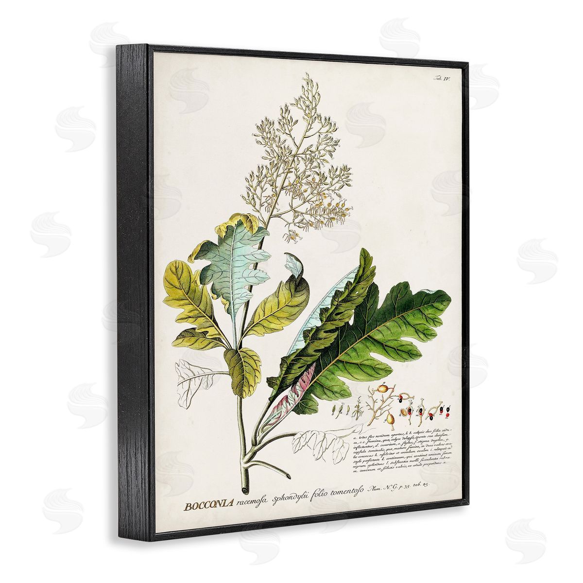 Vintage Botanical Plant Illustration Black Frame Print Wall Art, Home Decor by Unknown