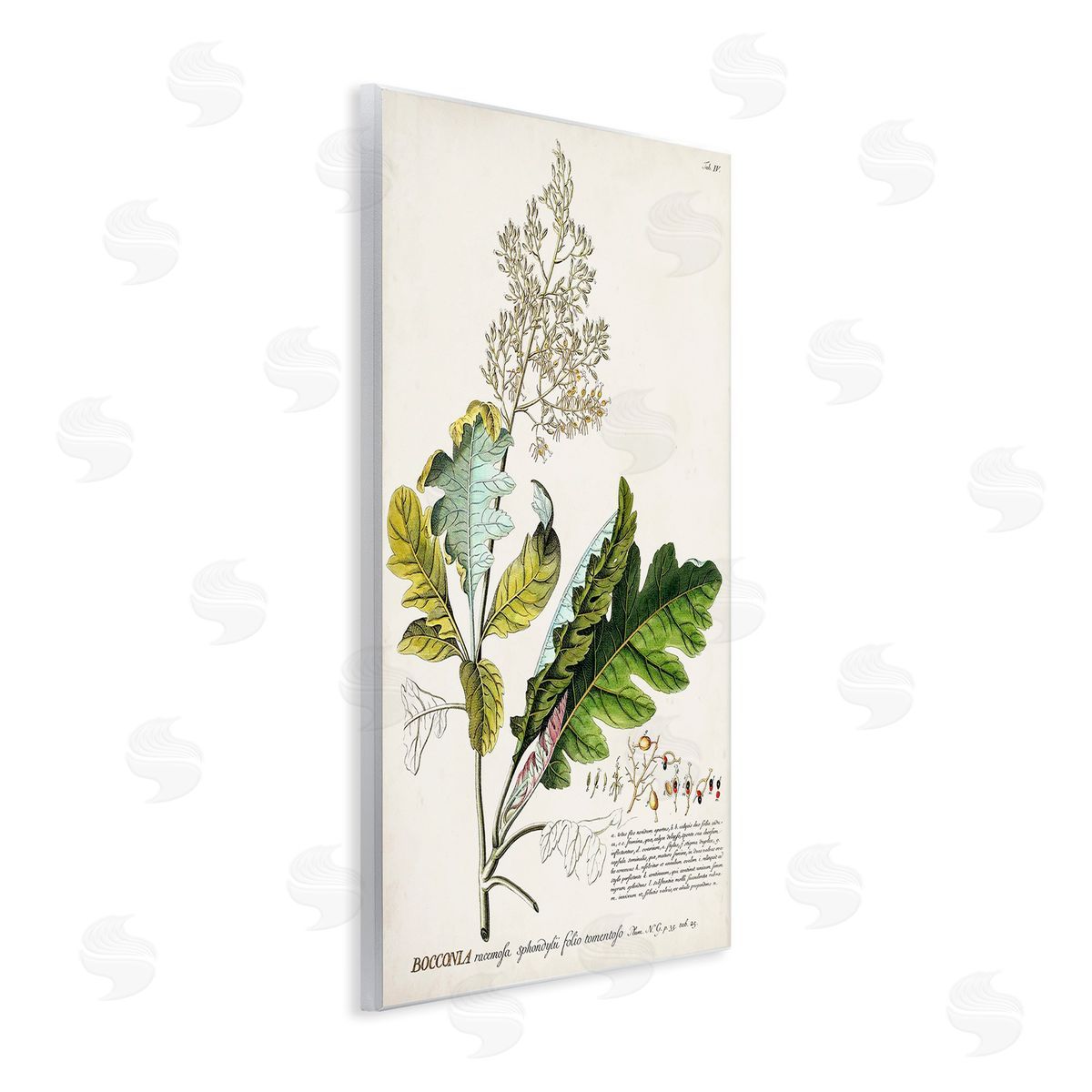Vintage Botanical Plant Illustration Wood Plaque Wall Art, Home Decor by Unknown