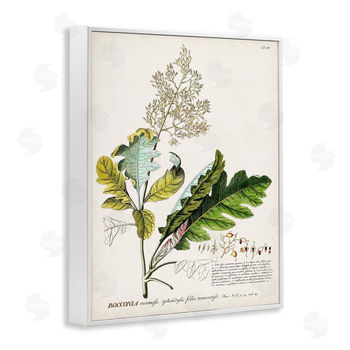 Vintage Botanical Plant Illustration White Frame Print Wall Art, Home Decor by Unknown