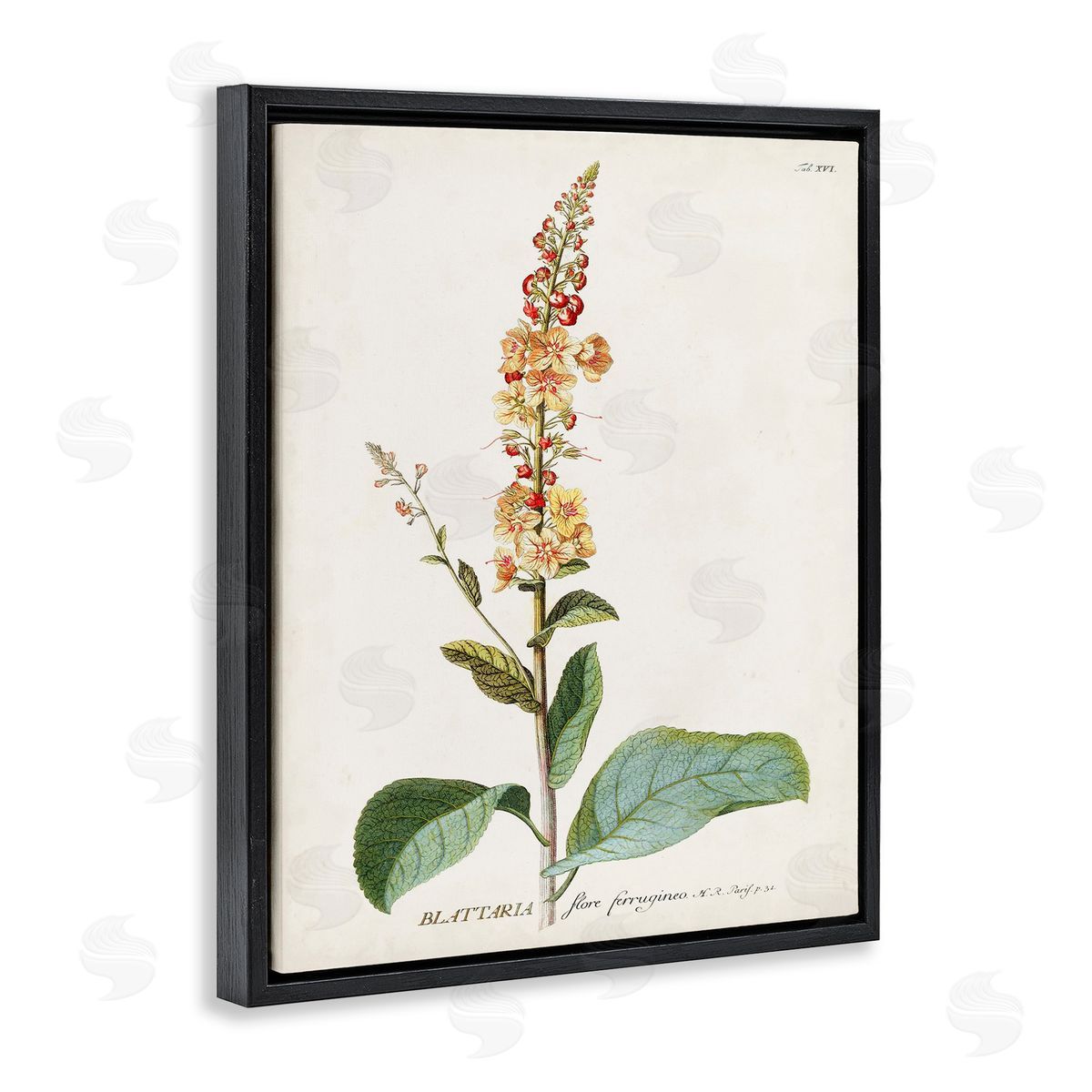 Scientific Botanical Plant Black Floating Frame Canvas Wall Art, Home Decor by Unknown