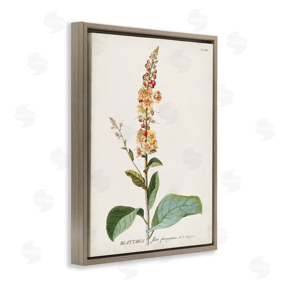 Scientific Botanical Plant Brown Floating Frame Canvas Wall Art, Home Decor by Unknown