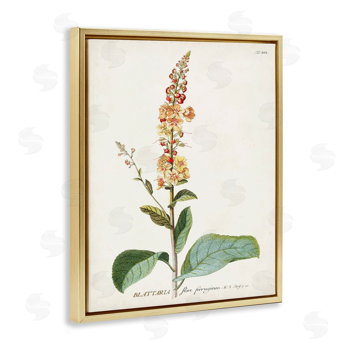 Scientific Botanical Plant Gold Floating Frame Canvas Wall Art, Home Decor by Unknown