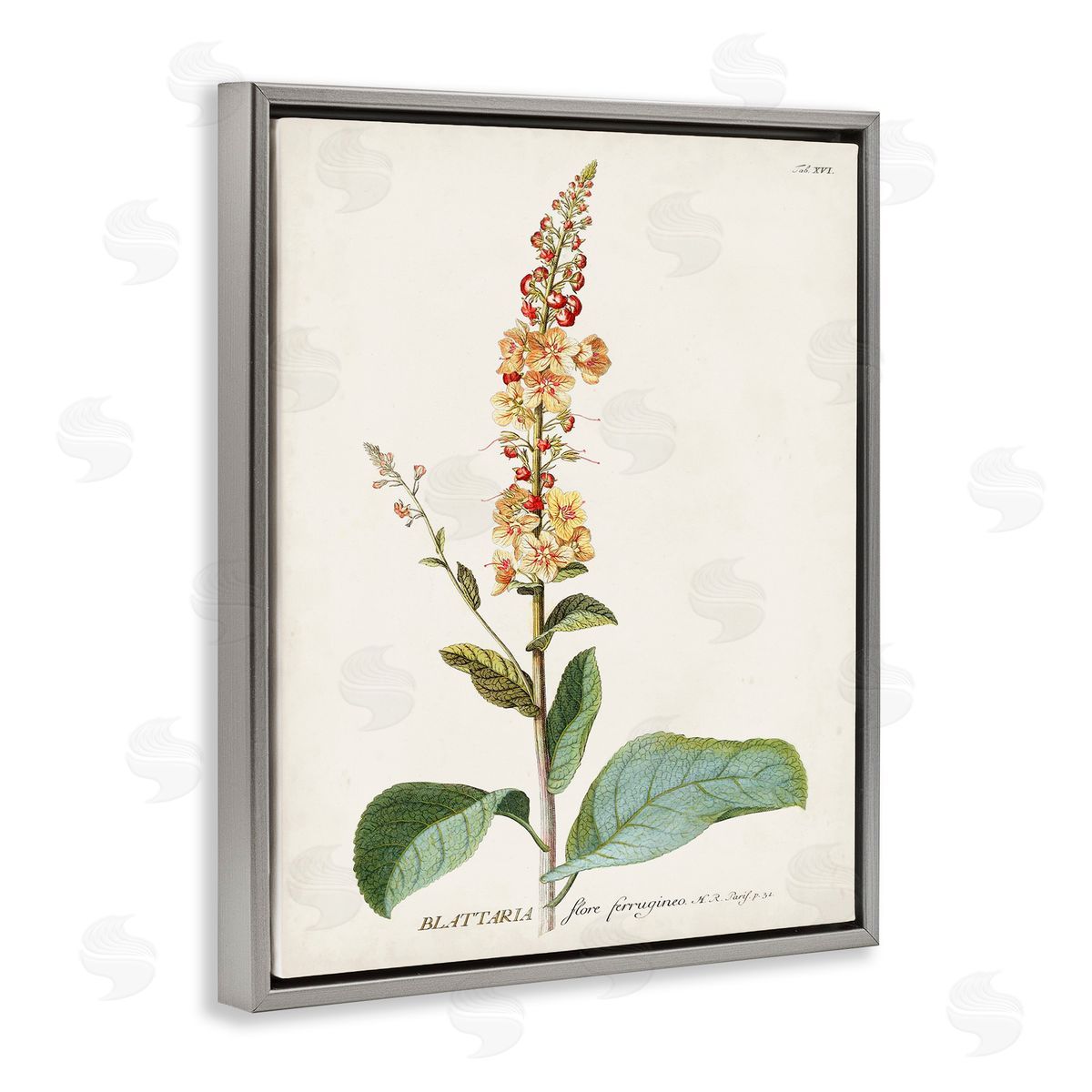 Scientific Botanical Plant Grey Floating Frame Canvas Wall Art, Home Decor by Unknown