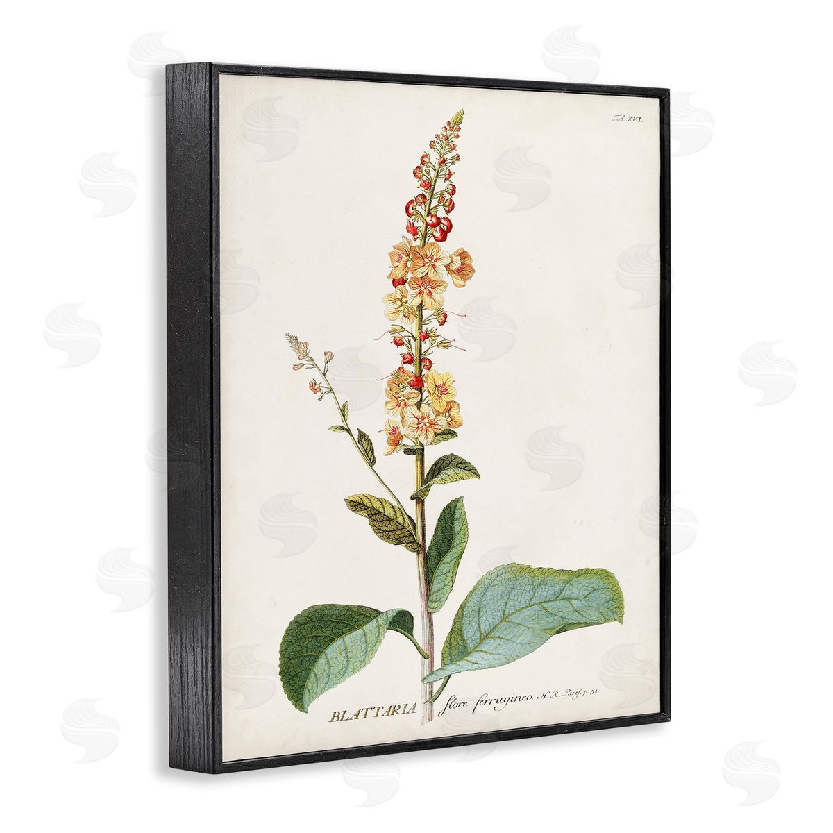 Scientific Botanical Plant Black Frame Print Wall Art, Home Decor by Unknown